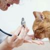 Расстройство желудка у кошки — что делать?