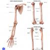 Симптомы и признаки перелома лучевой кости без смещения: сколько носить гипс и как разрабатывать руку после травмы