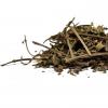 Ортосифон тычиночный (почечный чай): лечебные свойства, применение и противопоказания