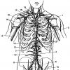 Anatomia e topografia dell'arco aortico: norma, patologia