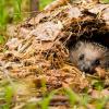 How many hedgehogs live in nature and what they eat