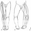निचले अंगों की लंबाई में कार्यात्मक अंतर के परिमाण का निदान करने के तरीके