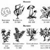Stages of the evolution of the plant world
