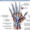 Anatomia topografica delle dita Topografia del dorso e della superficie palmare della mano