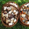 Funghi: benefici e danni Quali sono i funghi utili in natura