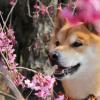 Cani Akito giapponesi: descrizione della razza, foto, prezzi per Akita-ino
