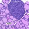 Parathyroid gland, its hormones and functions